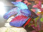 Betta <i>(Betta splendens)</i>