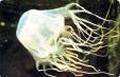 Chironex fleckeri