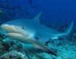 Tubarão-touro <i>(Carcharias taurus)</i>