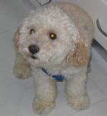 Cães