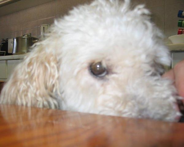 Fofinho