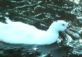 Pato