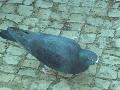 Pombo