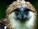 Águia-das-Filipinas