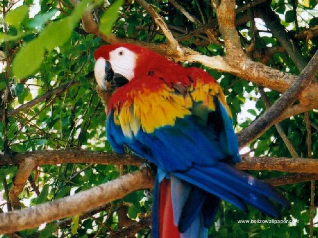 Arara