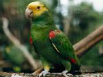 Aves