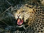 Leopardo no quintal