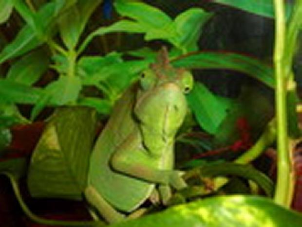 Camaleão