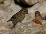 Aves