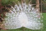 Aves