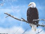 Aves