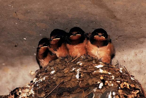 Andorinhas-das-chaminés