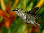 Aves