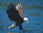 Aves