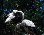 Aves