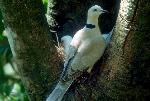 Aves