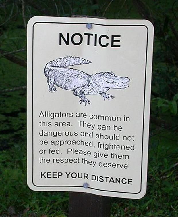 Perigo Aligatores