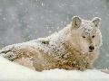 Lobo