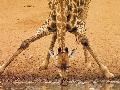 Girafa
