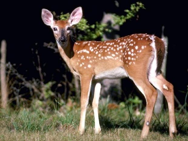 Cria de veado