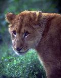 Leoa