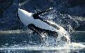 Orca
