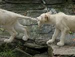 Leões brancos já podem ser visitados