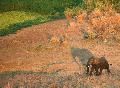 Elefante