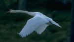 Aves