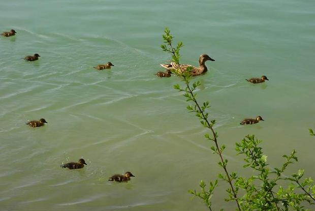 Pata-real e patinhos