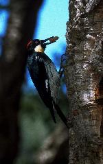 Aves