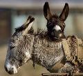 Burros