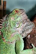 Iguana Verde
