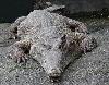 Crocodilo-africano-de-focinho-comprido <i>(Crocodylus cataphractus) </i>