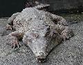 Crocodilo-africano-focinho-comprido