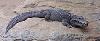 Crocodilo-anão <i>(Osteolaemus tetraspis) </i>
