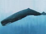 Cachalote <i>(Physeter catodon) </i>