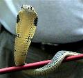 Cobra rei