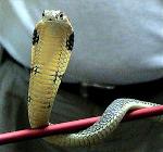 Cobra-rei <i>(Ophiophagus hannah)</i>