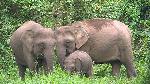 Elefante-pigmeu-do-Bornéu <i> (Elephas maximus borneensis) </i>