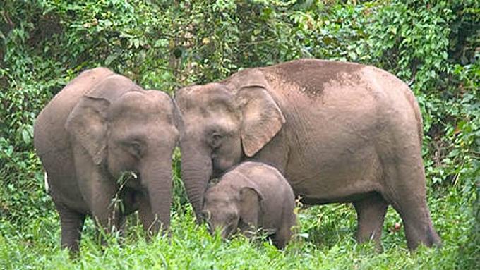 Elefante pigmeu do Bornéu