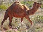 Camelídeos