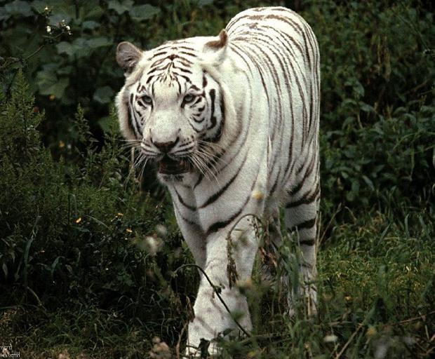 Tigre branco