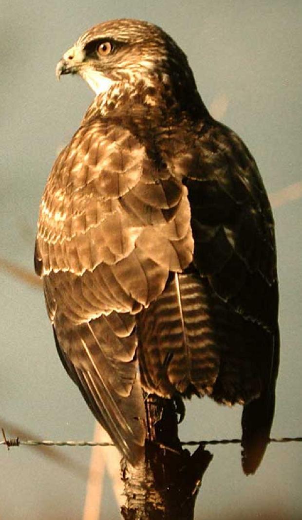 Águia de asa redonda