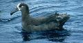 Albatroz de pés negras