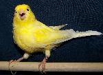 Aves