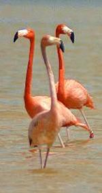 Aves