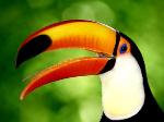Tucano