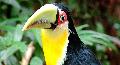 Tucano