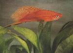 Espada <i>(Xiphophorus helleri)</i>